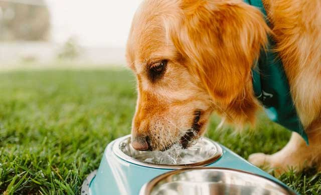 ¿Cómo cuidar a tu perro de las altas temperaturas? | Curiosidades