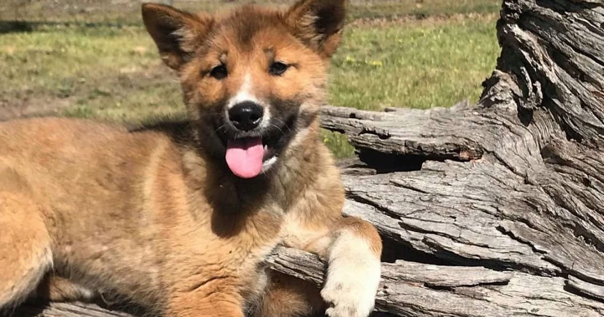 Australia: un águila soltó un cachorro de dingo en el patio de una casa | Curiosidades