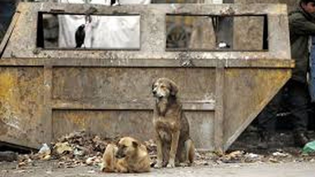 Un bebé recién nacido fue devorado por perros callejeros tras ser abandonado por su madre | Internacionales