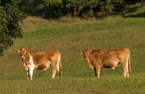 La historia de las vacas que fueron arrastradas por el huracán Dorian y aparecieron meses después en una isla | Curiosidades