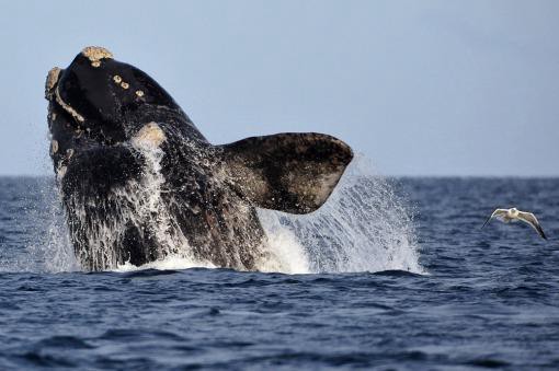 Colocaron dispositivos satelitales en ballenas para saber qué hacen al dejar Chubut | Actualidad