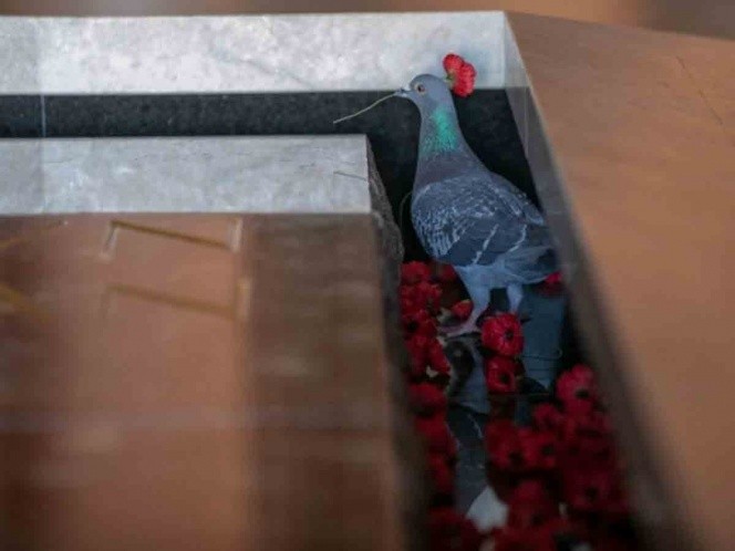 Fotos: la paloma que "roba" flores de las tumbas de soldados para construir su nido | Curiosidades