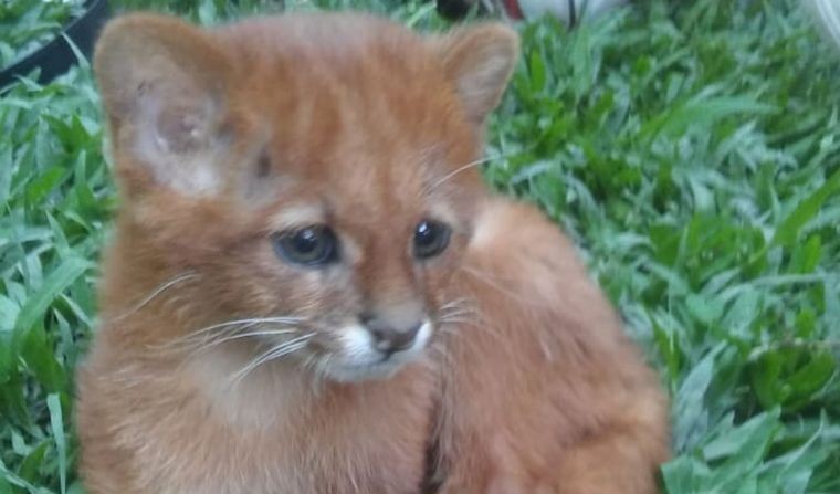 Una joven tucumana pensó que había adoptado un gato y era un puma | Curiosidades