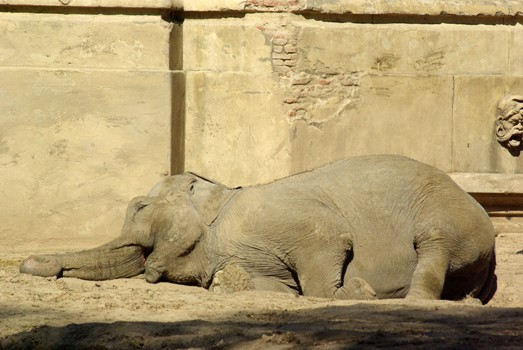Legisladores porteños recorrerán el Zoo para verificar irregularidades denunciadas por trabajadores | Actualidad