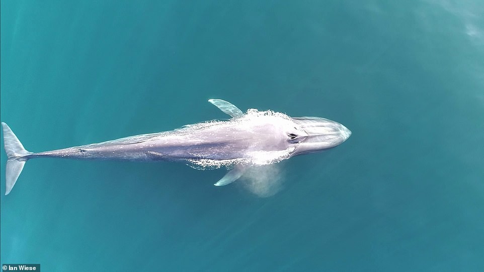 Video: captan el momento en el que una ballena azul defeca en pleno océano | Curiosidades