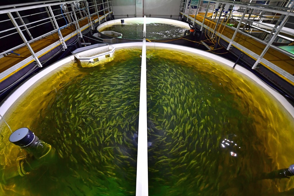 Salmones de desierto: producen hasta 15.000 kilos mensuales en Dubai | Curiosidades