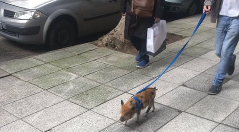 La moda de los "mini cerdos" llegó a la Argentina: ¿cuánto cuesta tener uno en Buenos Aires? | Curiosidades