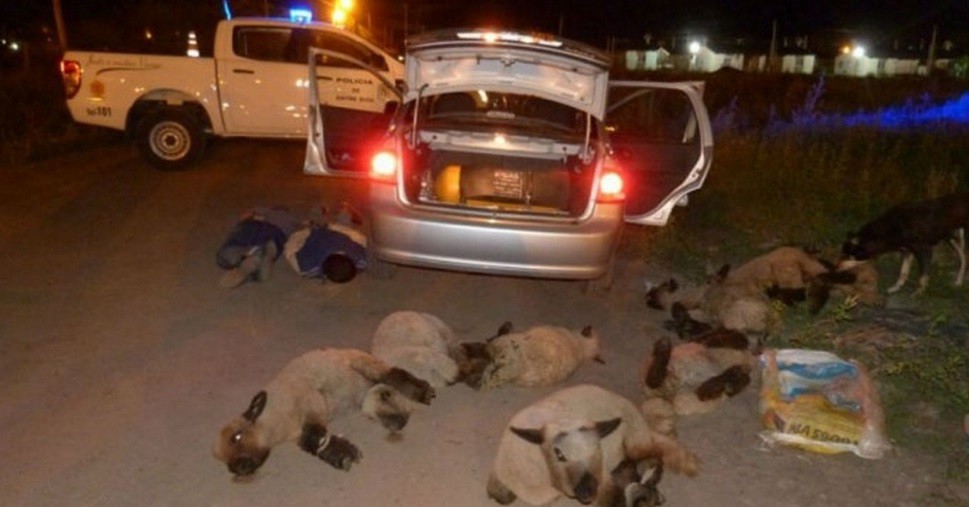 Los detuvieron y tenían ocho ovejas dentro del baúl del auto | Actualidad