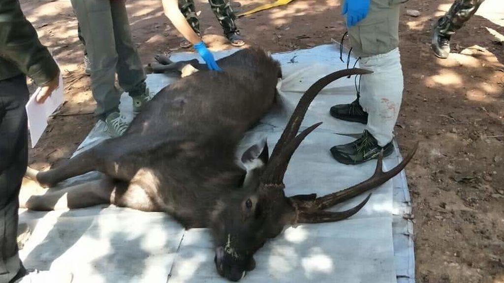 Murió un ciervo al que le encontraron 7 kilos de plástico en el estómago | Curiosidades