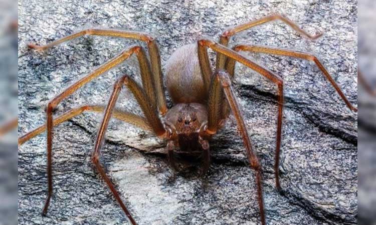 Descubrieron una nueva especie de araña "violinista" | Curiosidades