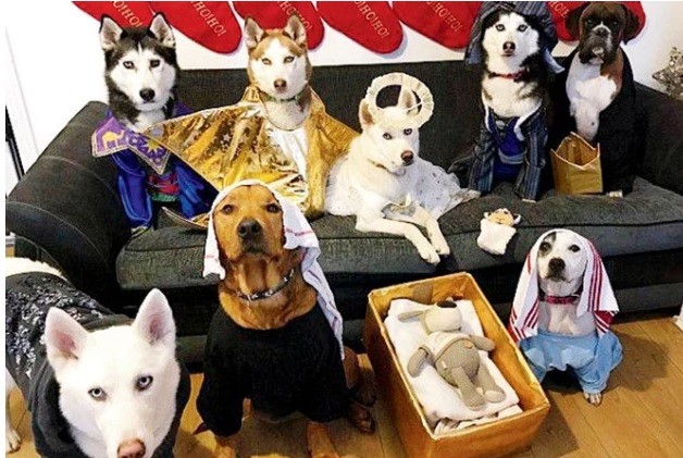 Pesebres perrunos, la nueva moda que nos hace suspirar | Curiosidades