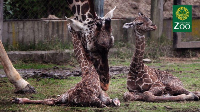 Murió "Esperanza", una de las jirafas nacidas hace 13 días en el zoo porteño | Actualidad