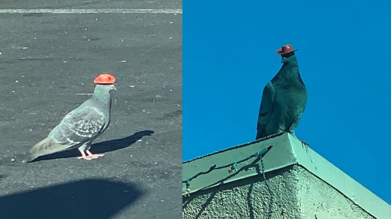 Misterio por las palomas que aparecieron con pequeños sombreros de vaquero | Curiosidades