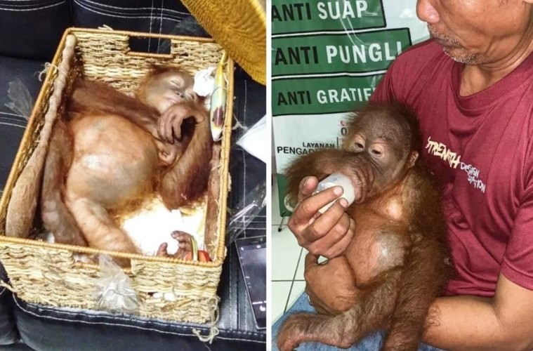 Orangután bebé drogado y escondido en equipaje: lo devuelven a la naturaleza | Internacionales