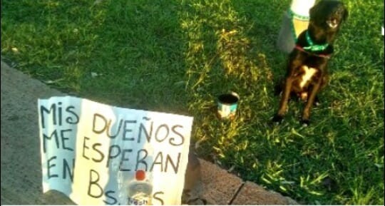 Joven viaja a pie de Posadas a Buenos Aires porque no puede pagar el traslado de su mascota | Actualidad