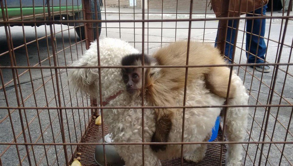 La historia del monito caí que piensa que una perrita caniche es su mamá | Actualidad