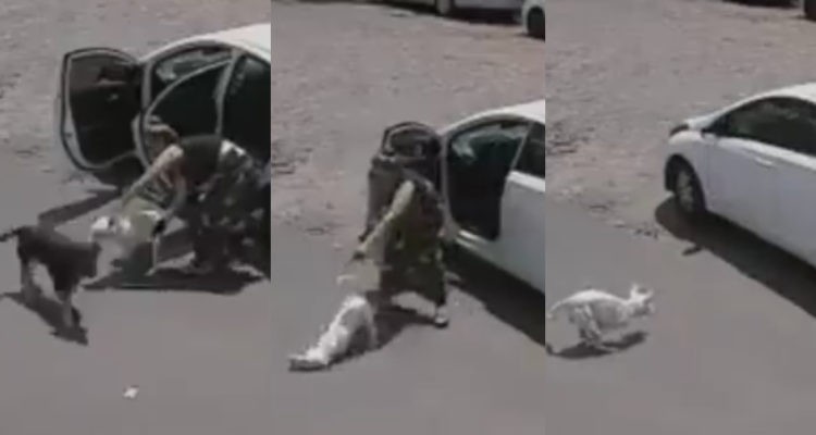 Video: el terrible momento en que una mujer abandona a un perrito al que le faltan dos patas | Curiosidades