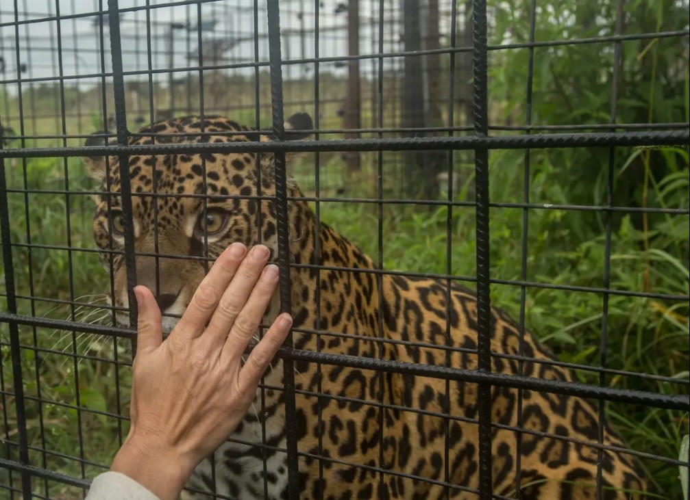 Quiso sacarse una selfie cerca de la jaula de un yaguareté y terminó con el brazo destrozado | Internacionales