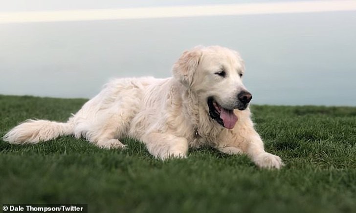 El hombre que grabó y subió a las redes sociales la última caminata de su perro antes de morir de cáncer | Curiosidades