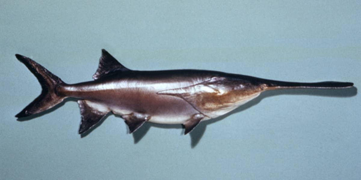 Declararon el primer animal extinto del 2020: el pez remo gigante | Curiosidades