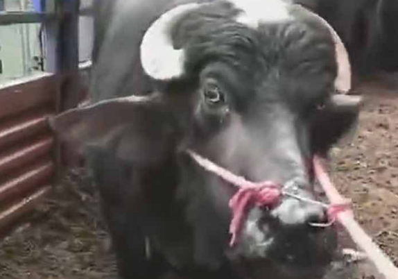 Video: una vaca embarazada era llevada al matadero, "rogó" por su vida y se salvó | Curiosidades
