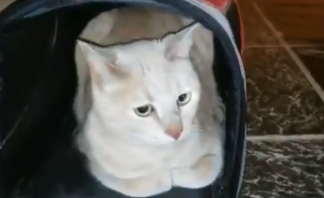 Video: el momento en que una mujer abandona a su gato porque "era feo" | Curiosidades