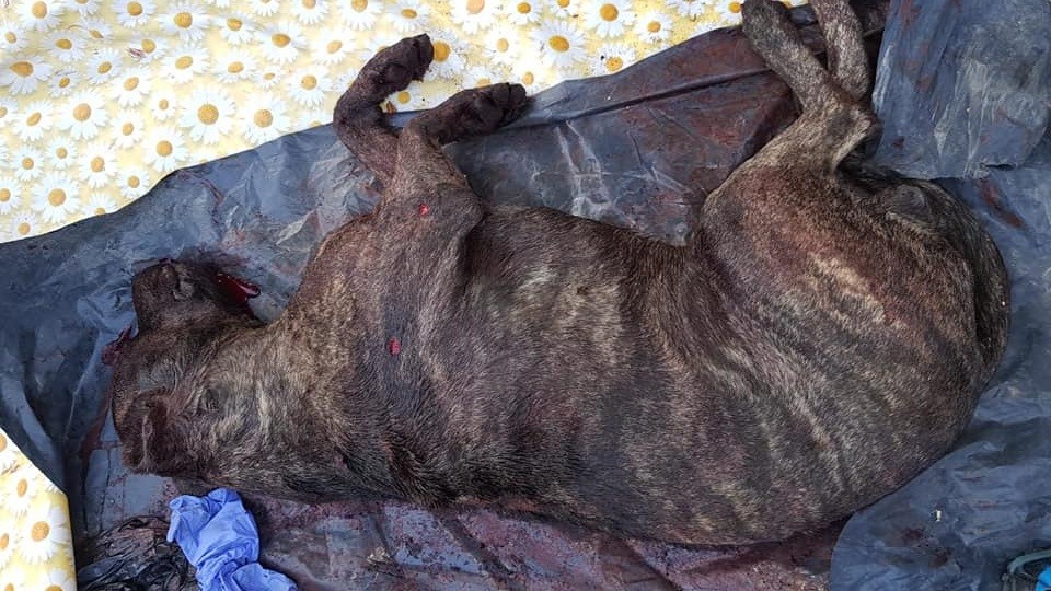 Denunciaron a un médico por matar a tiros a su perro y tirarlo en un contenedor de basura | Actualidad