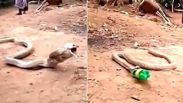 Video escalofriante: el momento en que una serpiente vomita una botella de plástico que se había tragado | Curiosidades