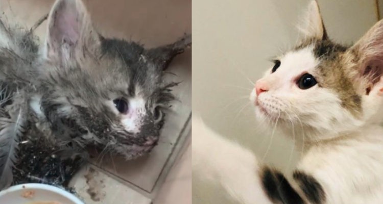 El milagro de "Paloma": así se recuperó la gatita que fue hallada moribunda y cubierta de pegamento | Curiosidades