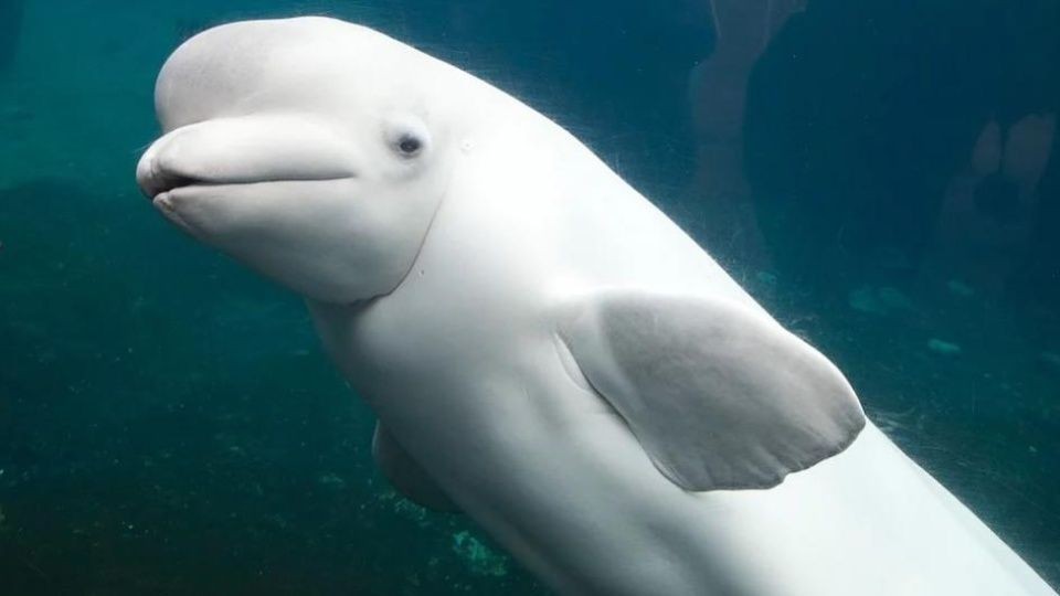 Video inédito: lograron filmar a los extraños delfines albinos | Curiosidades