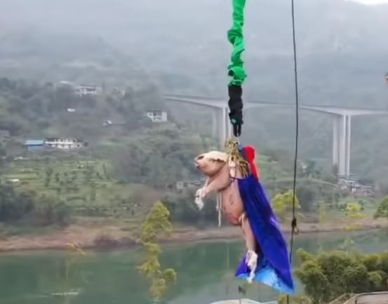 Indignante: tiraron un cerdo atado a una cuerda desde una torre de 68 metros para promocionar un parque temático | Curiosidades