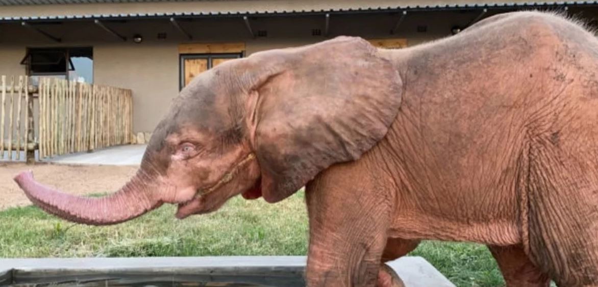 Rescataron a un elefante bebé albino de una trampa en la que vivió durante cuatro días | Internacionales