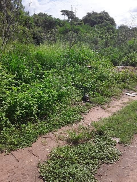 Jujuy: encontraron una cabeza humana en medio de un descampado | Actualidad