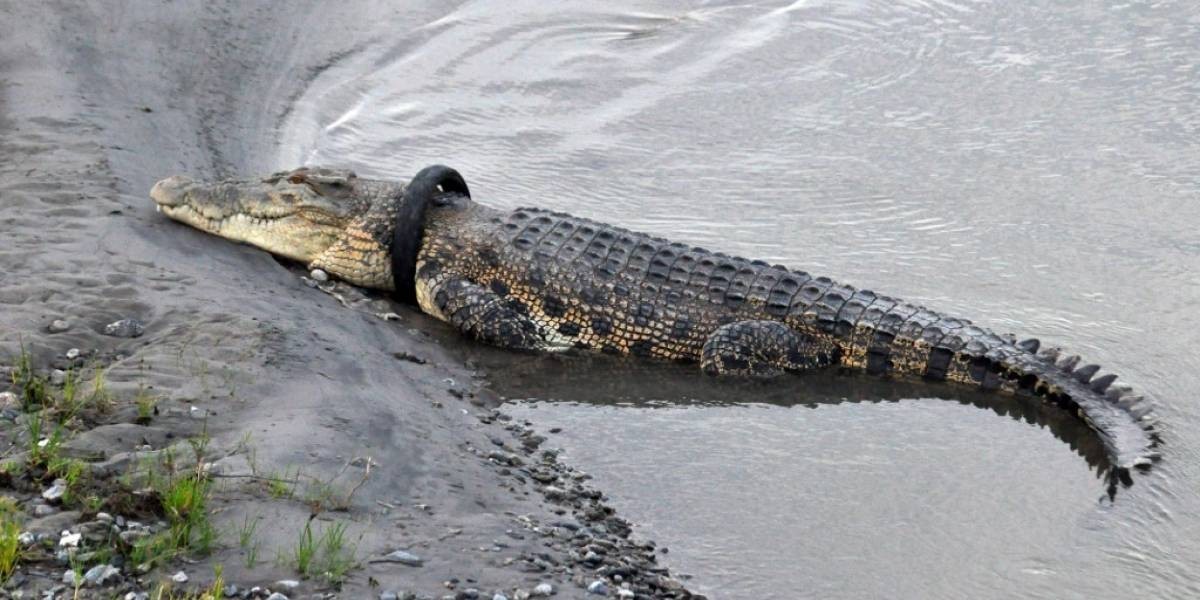 ¿Quién se atreverá?: ofrecen recompensa a quien le quite el neumático del cuello a un cocodrilo de 4 metros | Curiosidades