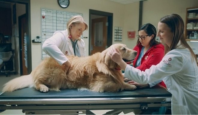 Su perro se curó de cáncer y gastó 5 millones de euros para emitir un video durante el Superbowl | Curiosidades