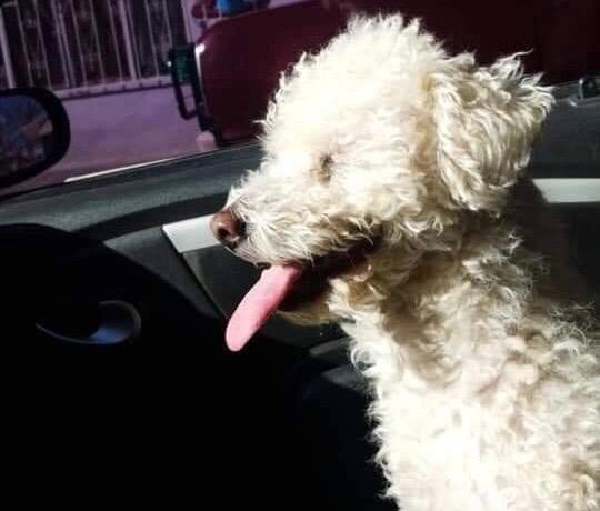 Secuestró al perro de su ex novia para que lo desbloquee de las redes sociales | Curiosidades