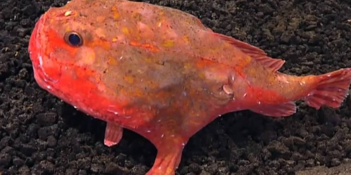 El extraño pez australiano que camina y desafía las leyes de la naturaleza | Curiosidades