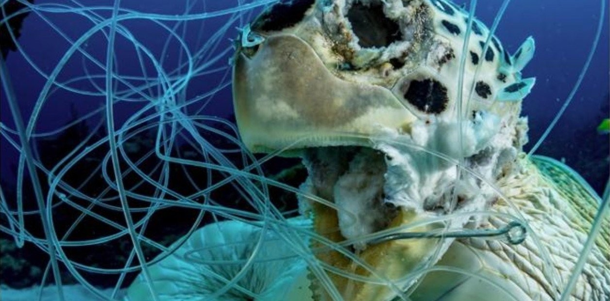 Foto impactante: una tortuga marina muerta enredada en hilos de pesca y anzuelos | Curiosidades
