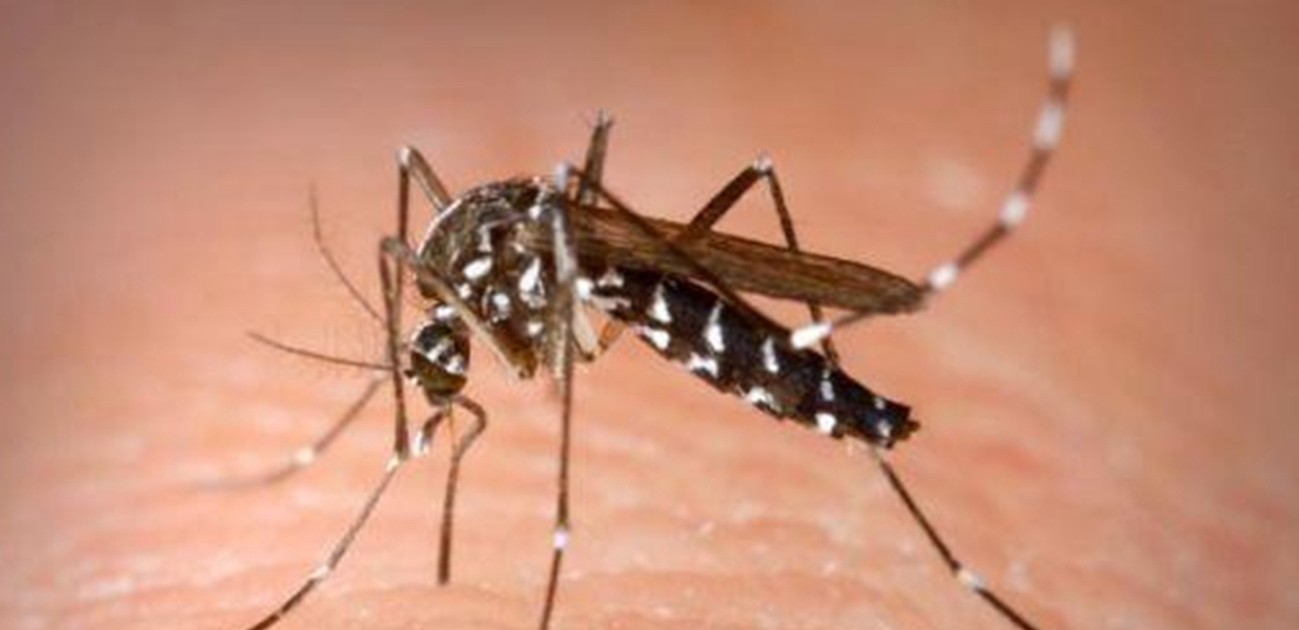 Dengue: confirmaron 20 casos en la Provincia y hay “riesgo de epidemia” | Actualidad