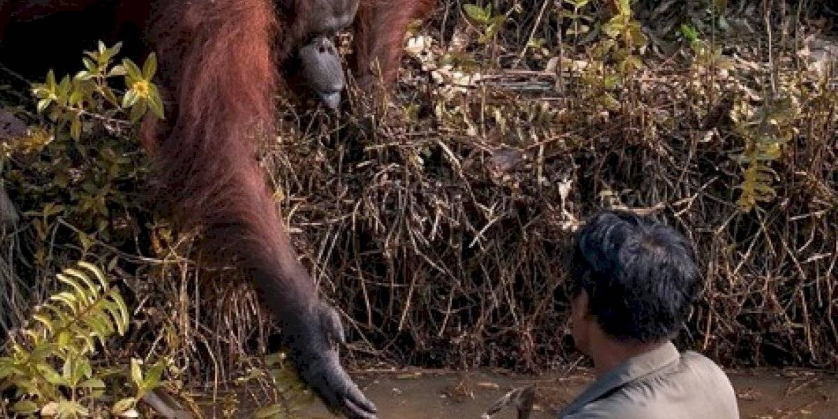 Foto conmovedora: la orangutana que le ofrece ayuda a un hombre en peligro | Curiosidades