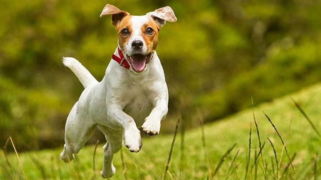 Verano: cómo prevenir las garrapatas en perros y gatos | Curiosidades