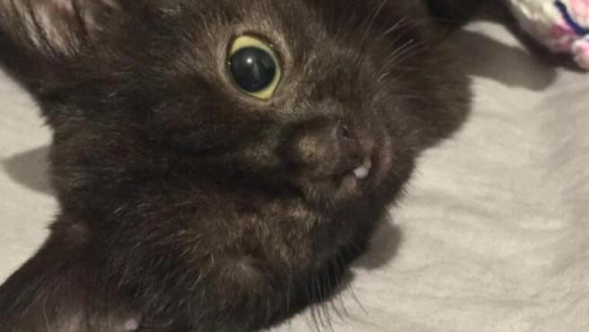 Le buscan hogar a Ana, la "gata cíclope" | Curiosidades