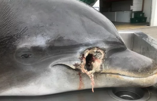 Conmoción por dos delfines que fueron asesinados en Florida: ofrecen recompensa de 20 mil dólares | Curiosidades