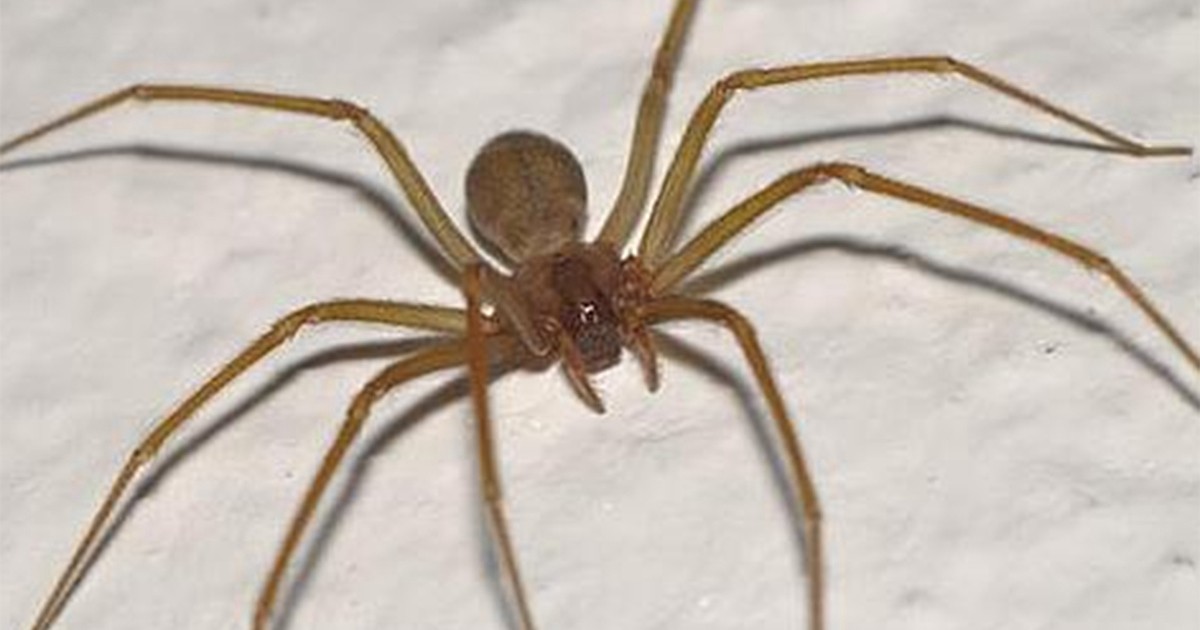 La picó una araña en su casa y murió | Actualidad
