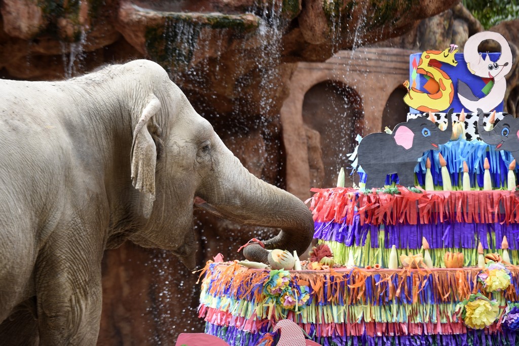 Con una torta de 135 kilos, le festejaron el cumpleaños 59 a la elefanta Trompita | Curiosidades
