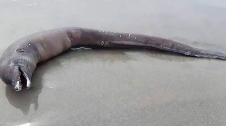 Una extraña criatura sin ojos apareció en una playa de México | Curiosidades