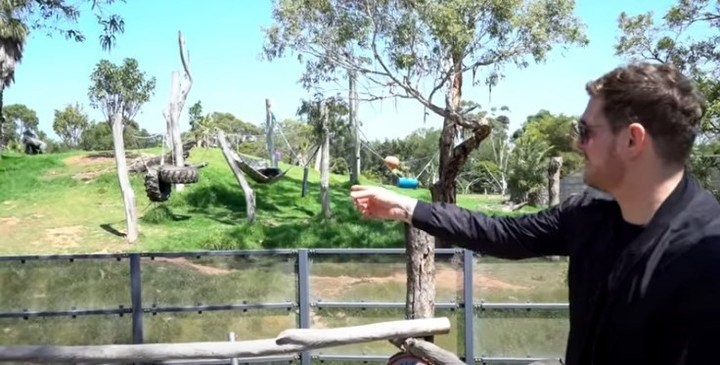 Michael Bublé le cantó a gorilas en un zoológico australiano | Espectáculos
