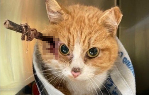 La historia del gatito "Cupido": sobrevivió con una flecha clavada en la cabeza y lo rescataron el día de San Valentín | Internacionales