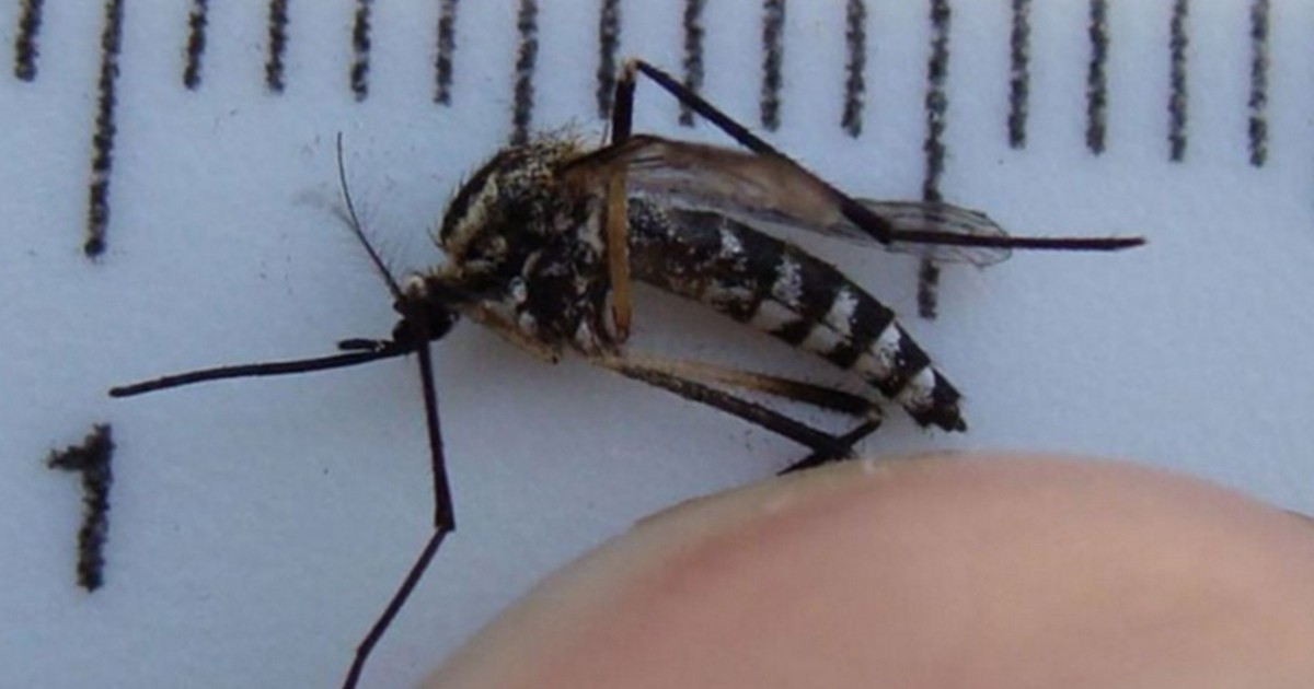 Salta confirmó el primer caso de fiebre chikungunya | Actualidad