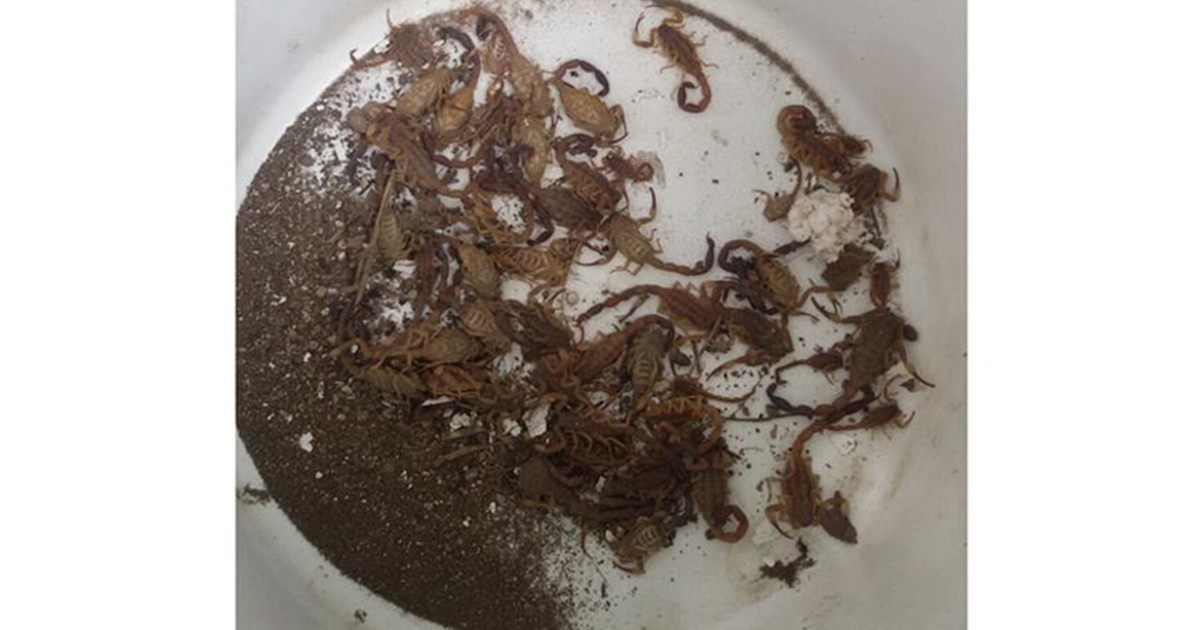 Córdoba: una mujer vivía con 40 alacranes en su casa | Actualidad